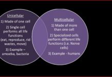 Difference Between Unicellular and Multicellular Organisms Difference between unicellular and multicellular organisms