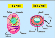 Difference between prokaryotic and eukaryotic cell Difference between prokaryotic and eukaryotic cell