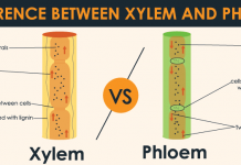 Difference between xylem and phloem Difference between xylem and phloem
