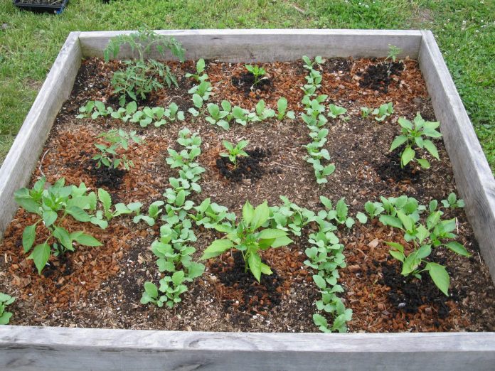 SFG Square foot gardening?