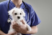 5 Ways Pets Can Improve Your Health 5 Ways Pets Can Improve Your Health