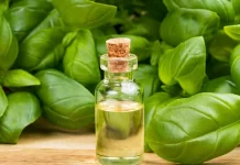 10 Health Benefits of Basil essential oil 11 Amazing Benefits Of Basil Essential Oil.